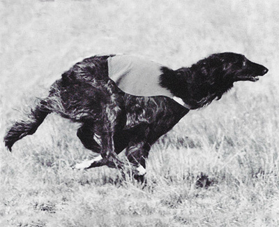 Top Lure Coursing Borzoi 1994